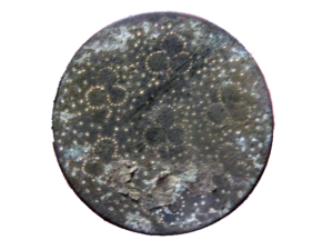 Revolutionary War Button - Battle Great Bridge