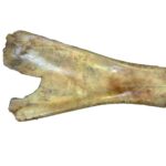 Buffalo Scapula Bone