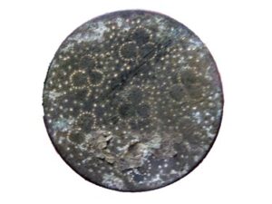 Revolutionary War Button