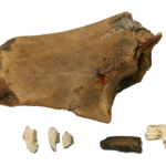 Animal Bones and Antler