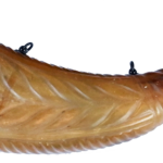 Powder Horn