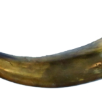 Powder Horn