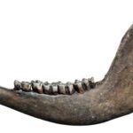 Buffalo Jaw Bone