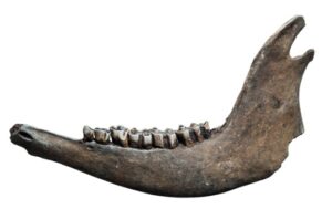 Buffalo Jaw Bone